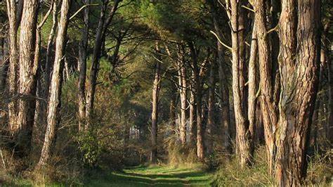 Bando cura delle pinete, sette i Comuni che ottengono i finanziamenti